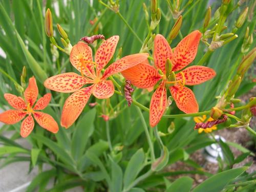 Bài thuốc chữa ho rất đơn giản