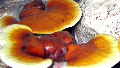 Bài thuốc hay giúp giảm stress cực hiệu quả