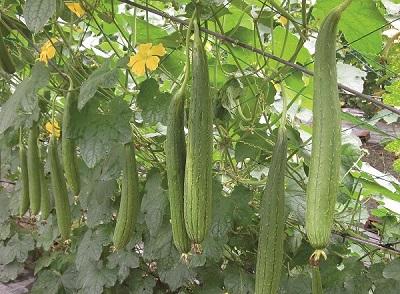 Bài thuốc hay từ mướp trị bá bệnh