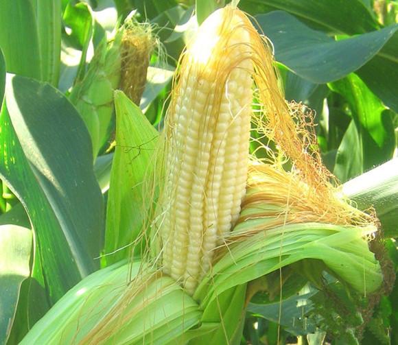 Bài thuốc hay từ râu ngô bạn nên biết