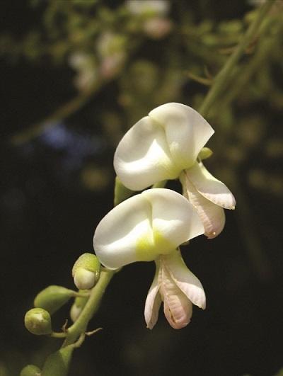 Bảo vệ thành mạch máu với hoa hòe