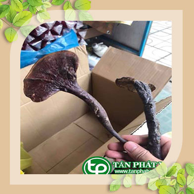 Cung cấp, bán nấm lim xanh rừng tại Hải Phòng giúp hõ trợ chữa ung thư