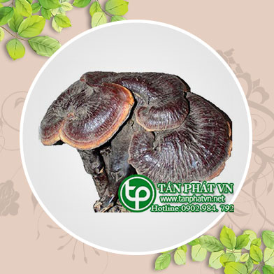 Cung cấp, bán nấm lim xanh rừng tại Thái Bình chất lượng
