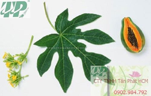 Địa chỉ mua bán hoa đu đủ đực tại Hải Dương tăng cường sức khỏe