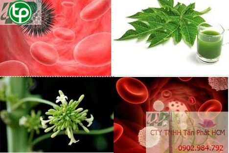 Địa chỉ mua bán hoa đu đủ đực tại Hưng Yên trị bệnh hiệu quả