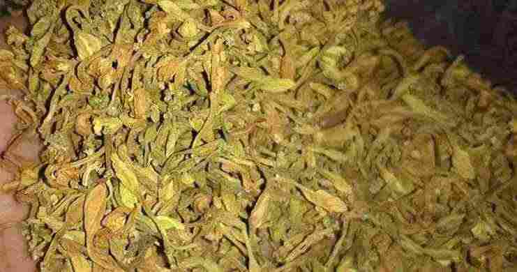 Địa chỉ mua bán hoa đu đủ đực tại Phú Thọ giá tốt