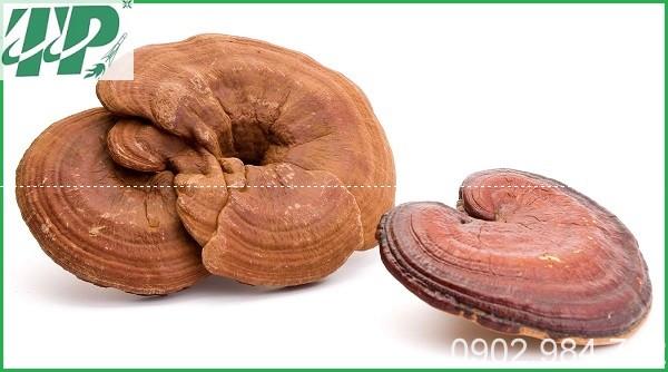 Địa chỉ mua bán nấm linh chi tại Hải Phòng
