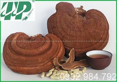 Địa chỉ mua bán nấm linh chi tại Thái Bình