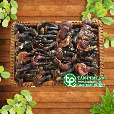 Mua nấm lim xanh rừng chỗ nào ở hcm chữa bệnh gout