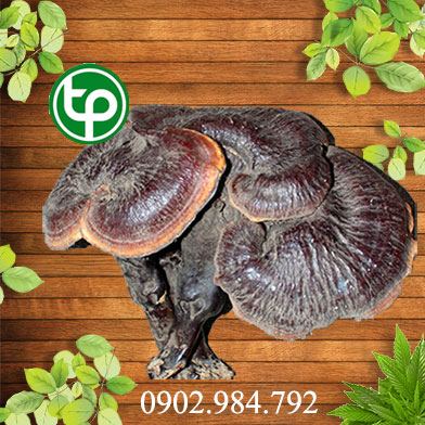 Nấm Lim Xanh Bán Ở Đâu