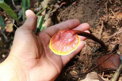 Nấm Lim Xanh Uống Thế Nào