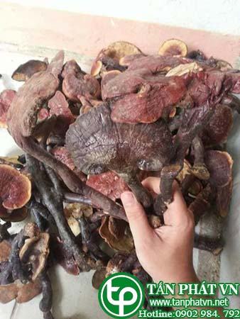 Nấm Lim Xanh Và Bệnh Tiểu Đường