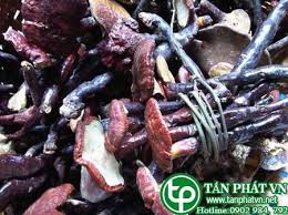 Nấm Lim Xanh Và Công Dụng