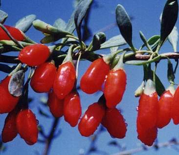 Những loại rượu thuốc trừ hàn, bổ tiêu hóa