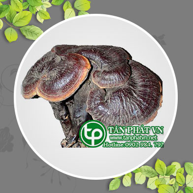 Ở đâu bán nấm lim xanh rừng tại An Giang chữa bệnh gan nhiễm mỡ