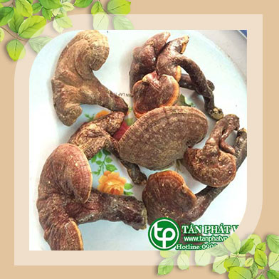 Ở đâu bán nấm lim xanh rừng tại Cần Thơ giúp phục hồi sức khỏe
