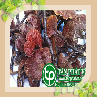 Ở đâu bán nấm lim xanh rừng tại Kiên Giang giúp chữa đau nhứt xương khớp
