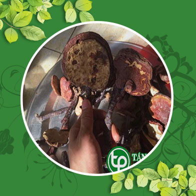 Phân phối, bán nấm lim xanh rừng tại Hưng Yên giúp bồi bổ cơ thể