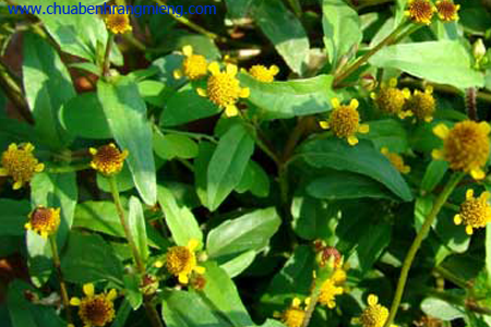 Trị đau lưng bằng cây cúc áo