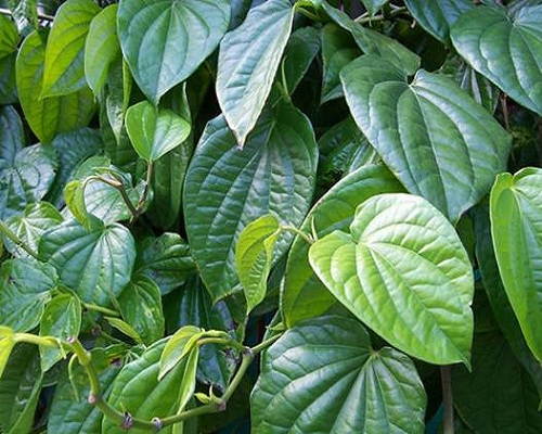 Sử dụng lá trầu không