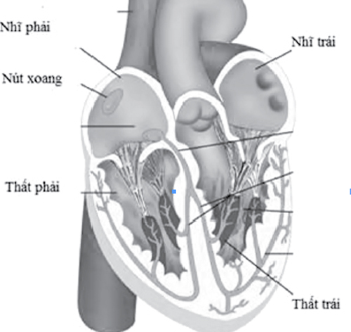 một số triệu chứng gây nên bệnh ngất