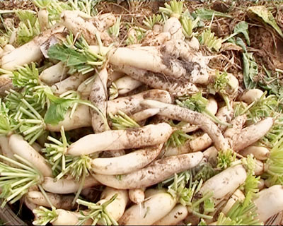 củ cải trắng giúp làm sạch răng