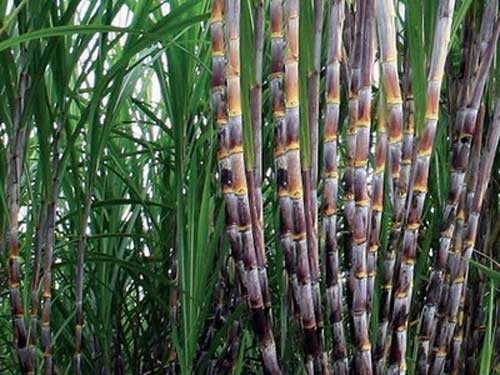 công dụng của cây mía