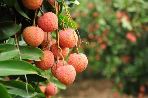 tác dụng của trái vải