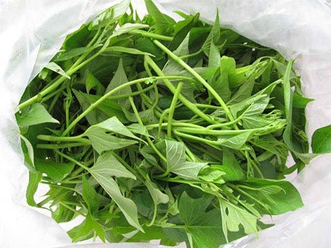 chữa nhiều bệnh từ rau lang